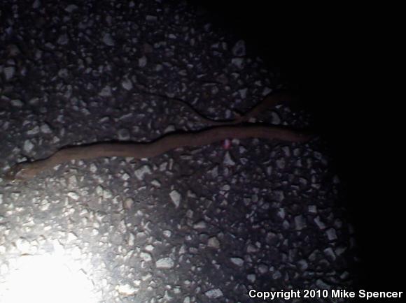 Blotched Watersnake (Nerodia erythrogaster transversa)