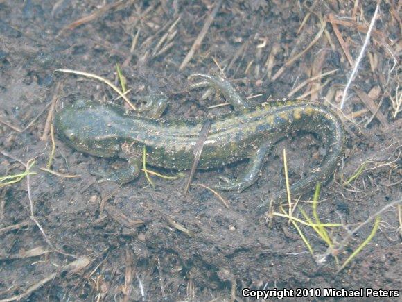 Southern Long-toed Salamander (Ambystoma macrodactylum sigillatum)