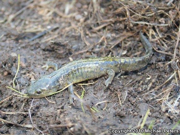 Southern Long-toed Salamander (Ambystoma macrodactylum sigillatum)