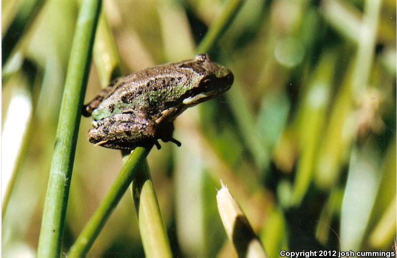 Baja California Treefrog (Pseudacris hypochondriaca)