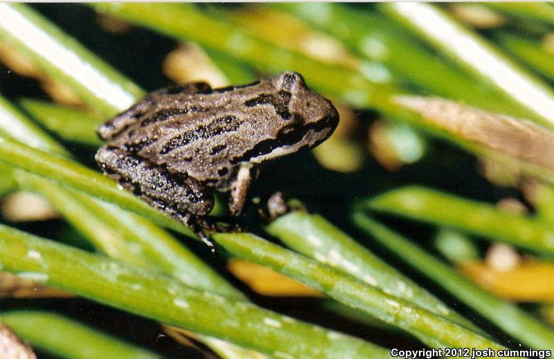 Baja California Treefrog (Pseudacris hypochondriaca)