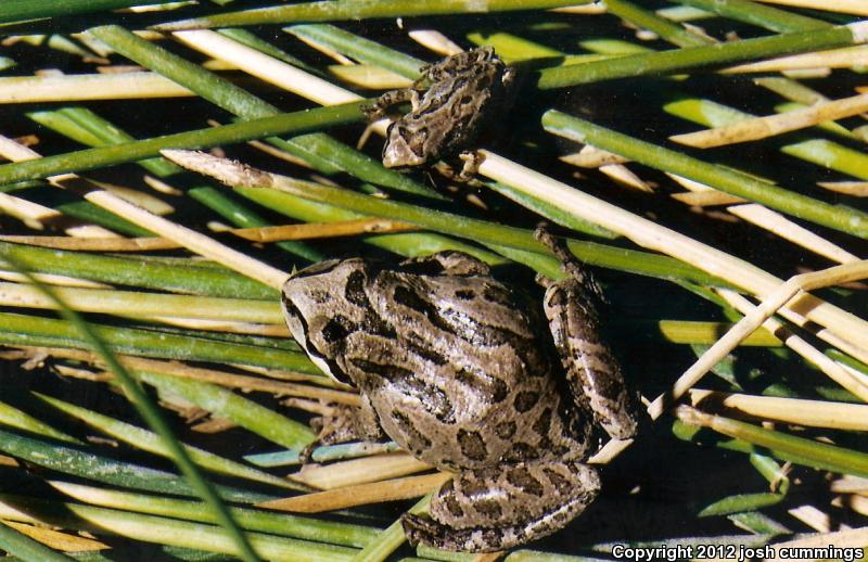 Baja California Treefrog (Pseudacris hypochondriaca)