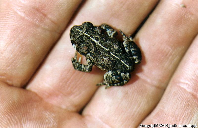 Southern California Toad (Anaxyrus boreas halophilus)