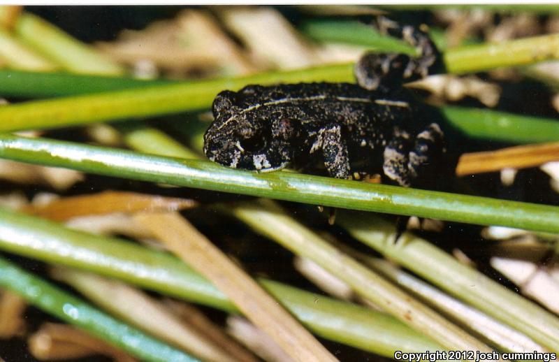 Southern California Toad (Anaxyrus boreas halophilus)