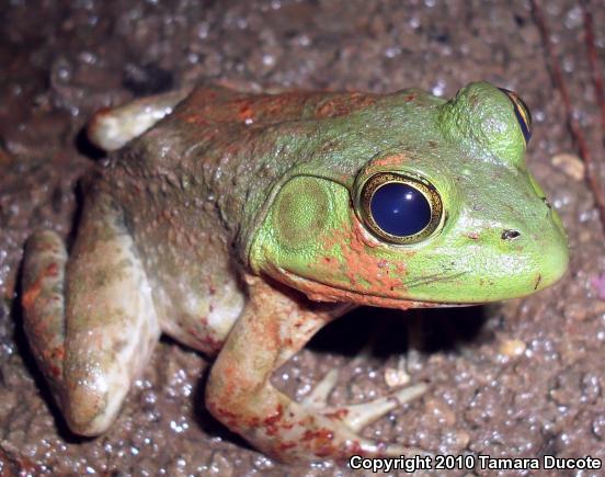 American Bullfrog (Lithobates catesbeianus)