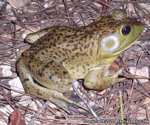 American Bullfrog (Lithobates catesbeianus)