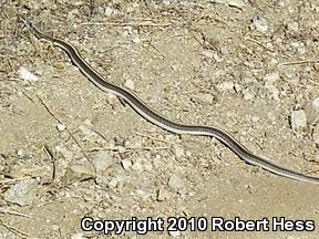 Coast Patch-nosed Snake (Salvadora hexalepis virgultea)