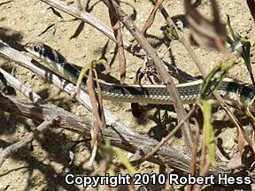 Coast Patch-nosed Snake (Salvadora hexalepis virgultea)