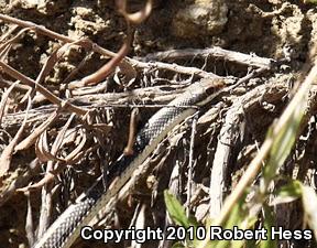 Coast Patch-nosed Snake (Salvadora hexalepis virgultea)