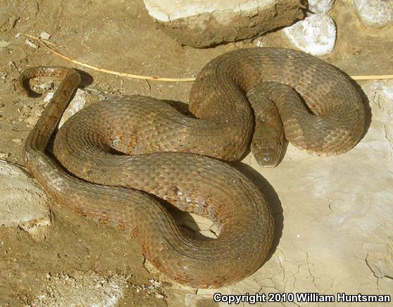 Northern Watersnake (Nerodia sipedon sipedon)