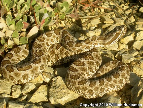 Desert Massasauga (Sistrurus catenatus edwardsii)