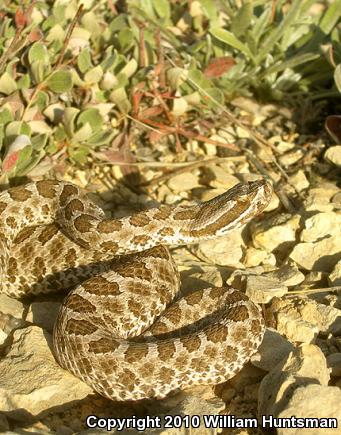 Desert Massasauga (Sistrurus catenatus edwardsii)