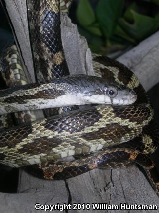 Gray Ratsnake (Pantherophis obsoletus spiloides)