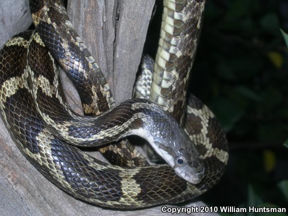 Gray Ratsnake (Pantherophis obsoletus spiloides)