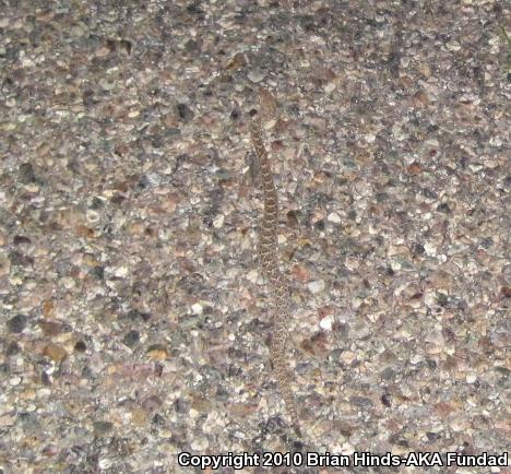 Mohave Rattlesnake (Crotalus scutulatus scutulatus)