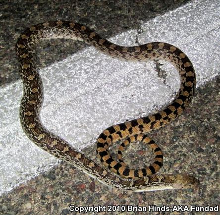 Sonoran Gopher Snake (Pituophis catenifer affinis)