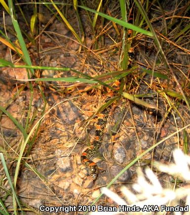 Western Long-nosed Snake (Rhinocheilus lecontei)