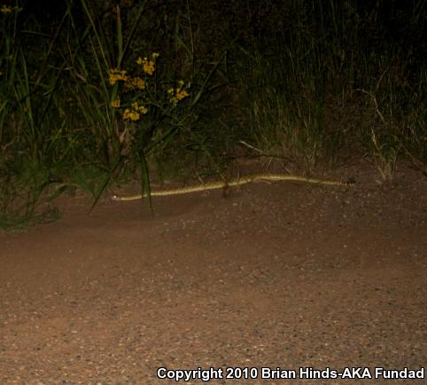 Western Diamond-backed Rattlesnake (Crotalus atrox)