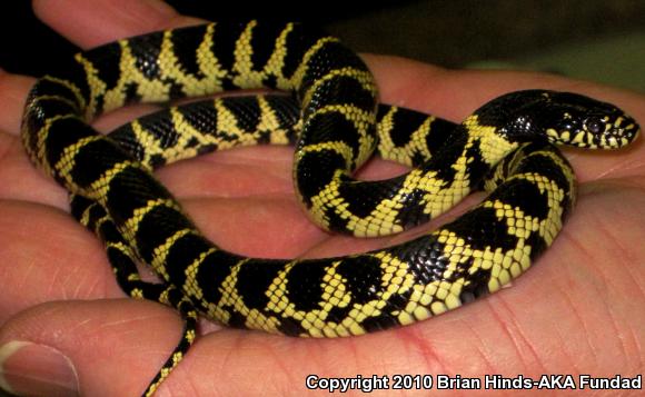 California Kingsnake (Lampropeltis getula californiae)