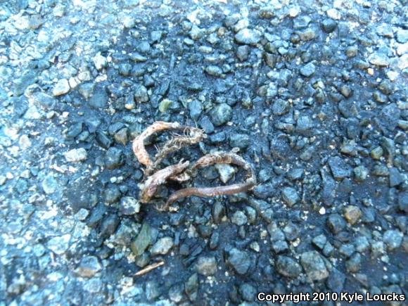 Eastern Wormsnake (Carphophis amoenus amoenus)