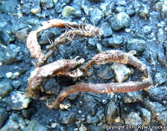 Eastern Wormsnake (Carphophis amoenus amoenus)