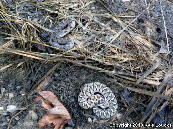 Eastern Hog-nosed Snake (Heterodon platirhinos)