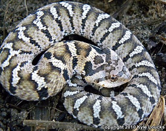 Eastern Hog-nosed Snake (Heterodon platirhinos)