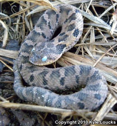 Eastern Hog-nosed Snake (Heterodon platirhinos)