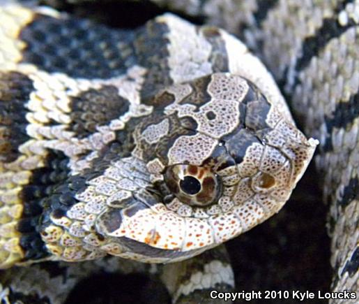 Eastern Hog-nosed Snake (Heterodon platirhinos)