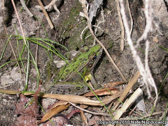 Southern Leopard Frog (Lithobates sphenocephalus utricularius)