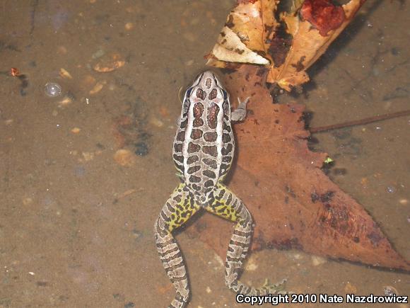 Pickerel Frog (Lithobates palustris)