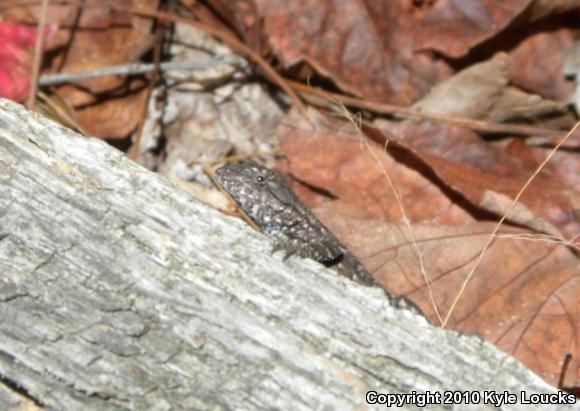 Eastern Fence Lizard (Sceloporus undulatus)