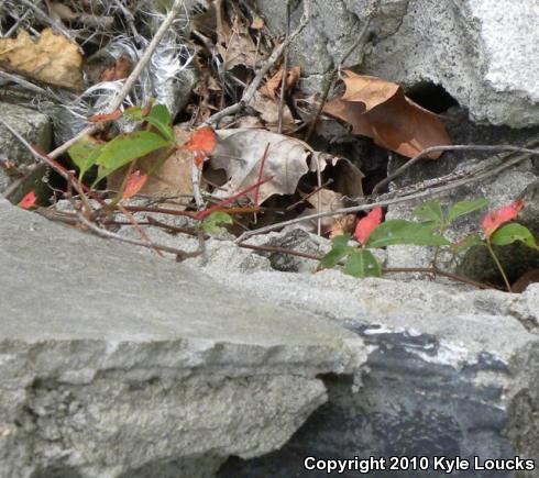 Eastern Fence Lizard (Sceloporus undulatus)