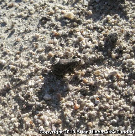 Great Plains Toad (Anaxyrus cognatus)