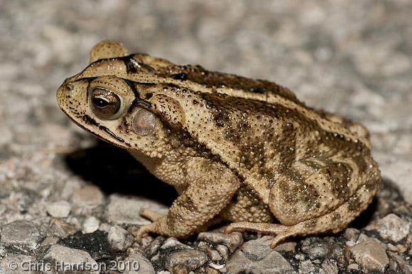 Gulf Coast Toad (Ollotis nebulifer)