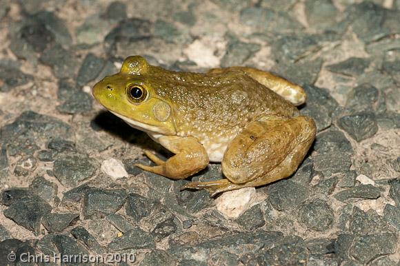 American Bullfrog (Lithobates catesbeianus)