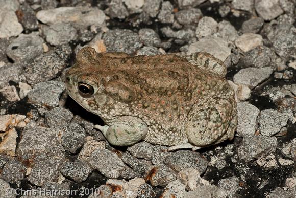 Texas Toad (Anaxyrus speciosus)