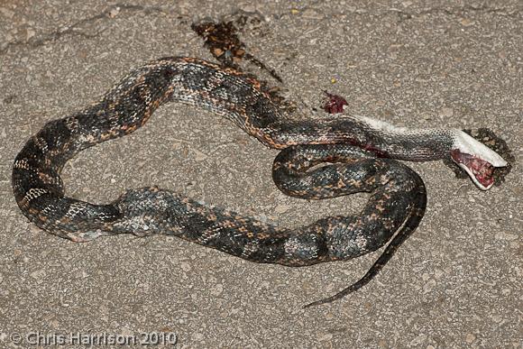 Texas Ratsnake (Pantherophis obsoletus lindheimeri)