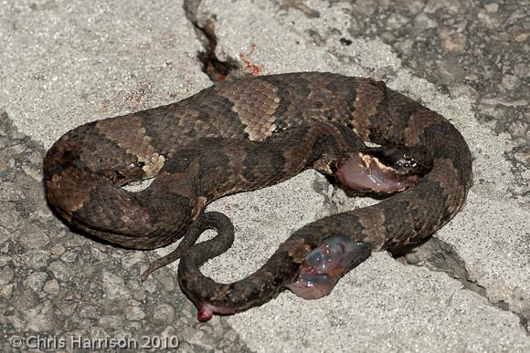 Western Cottonmouth (Agkistrodon piscivorus leucostoma)