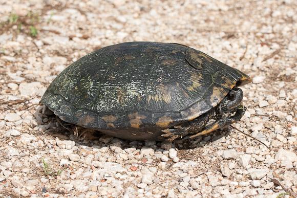 Red-eared Slider (Trachemys scripta elegans)