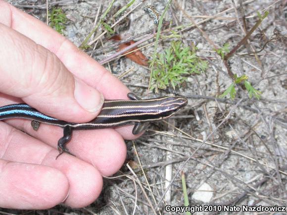 Five-lined Skink (Plestiodon fasciatus)