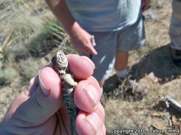 Eastern Collared Lizard (Crotaphytus collaris)