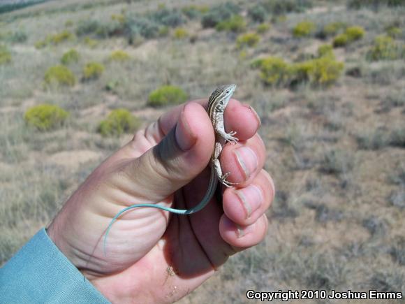 New Mexico Whiptail (Aspidoscelis neomexicana)