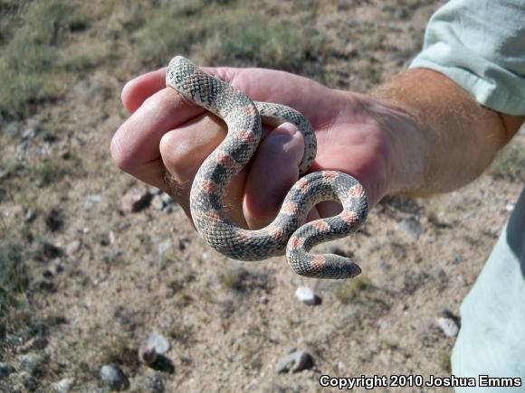 Western Long-nosed Snake (Rhinocheilus lecontei)