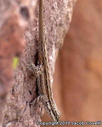 Ornate Tree Lizard (Urosaurus ornatus)