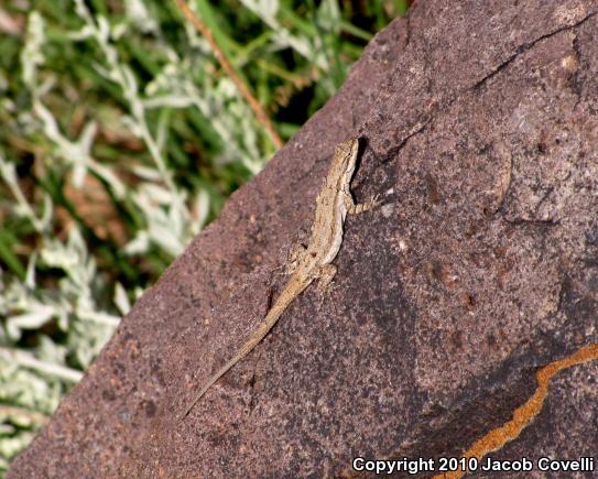 Ornate Tree Lizard (Urosaurus ornatus)