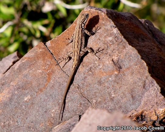 Ornate Tree Lizard (Urosaurus ornatus)