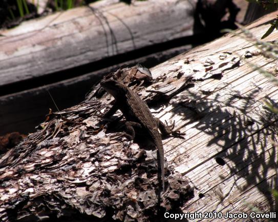 Plateau Fence Lizard (Sceloporus tristichus)