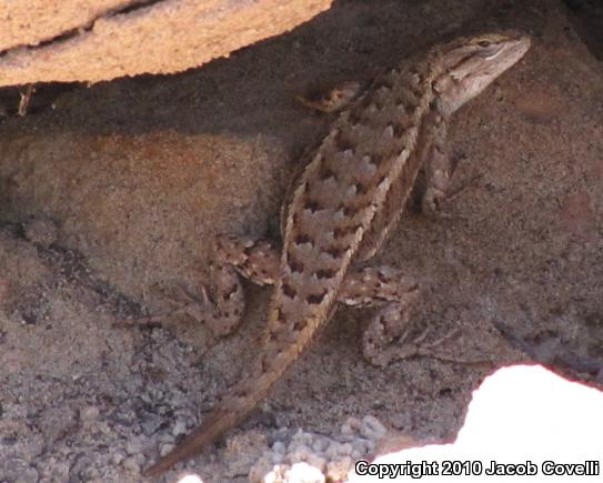 Plateau Fence Lizard (Sceloporus tristichus)