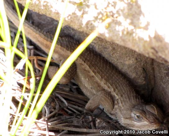 Plateau Fence Lizard (Sceloporus tristichus)